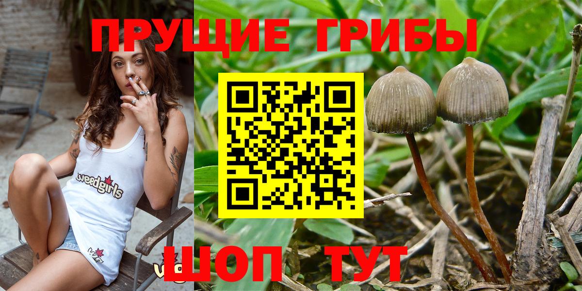 Псилоцибиновые грибы GOLDEN TEACHER Коммунар